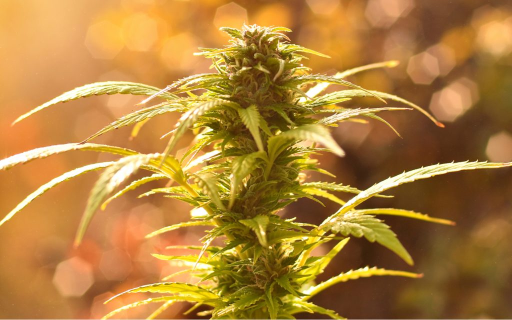 Marijuana Seed within the Cleveland, Ohio United states Seed products Lender