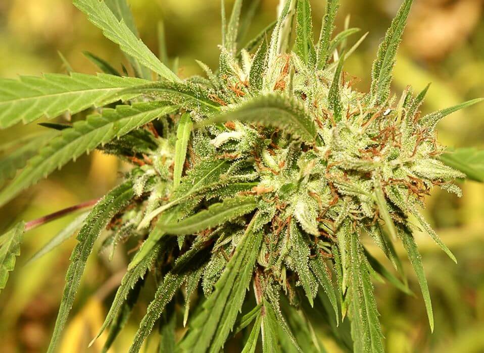 Buy Courtroom Foods On the web On the web Foods Dispensary VEED Laboratories